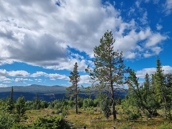 MÅNVEGEN PANORAMA - På toppen av Uvdal. Visning etter avtale.